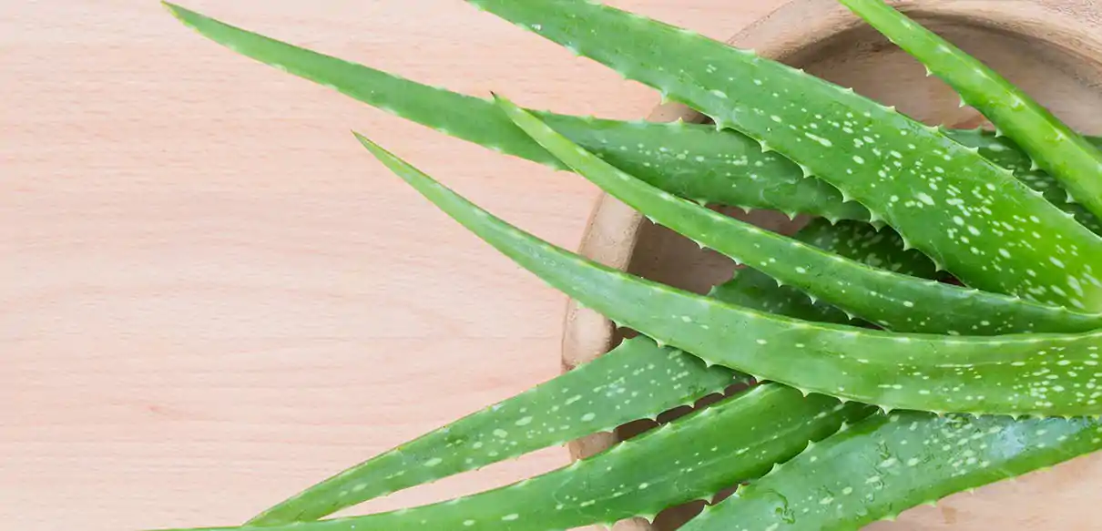 Aloe Vera